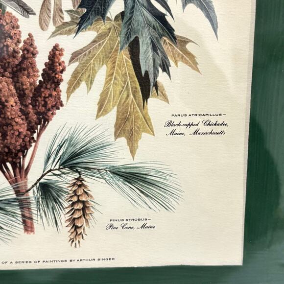 Vintage Arthur Singer framed art print #8 illustration Chikadee birds & flowers - Picture 5 of 10